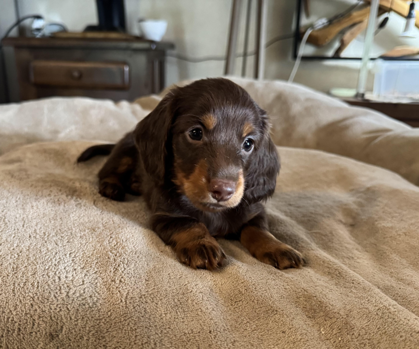 des pierres de jade - Chiots disponibles - Teckel poil long