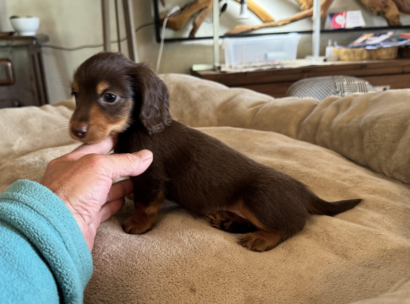 des pierres de jade - Chiots disponibles - Teckel poil long