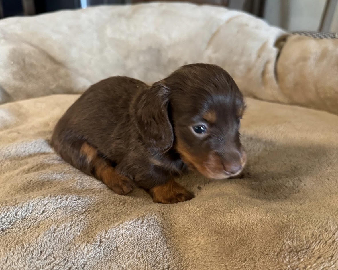 des pierres de jade - Chiots disponibles - Teckel poil long