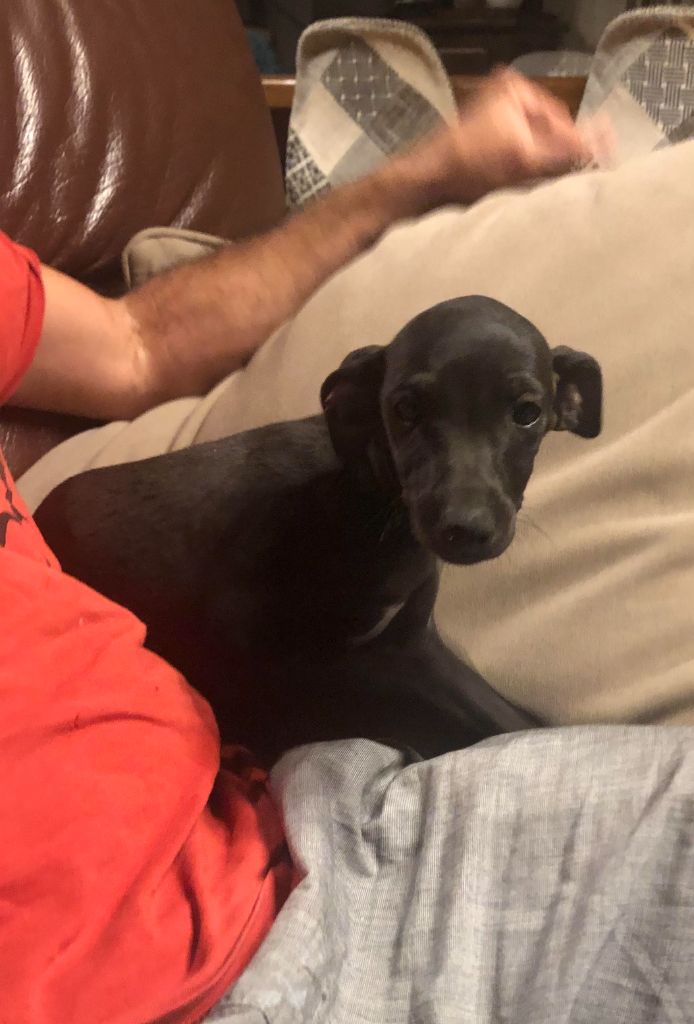 des pierres de jade - Chiots disponibles - Petit Levrier Italien