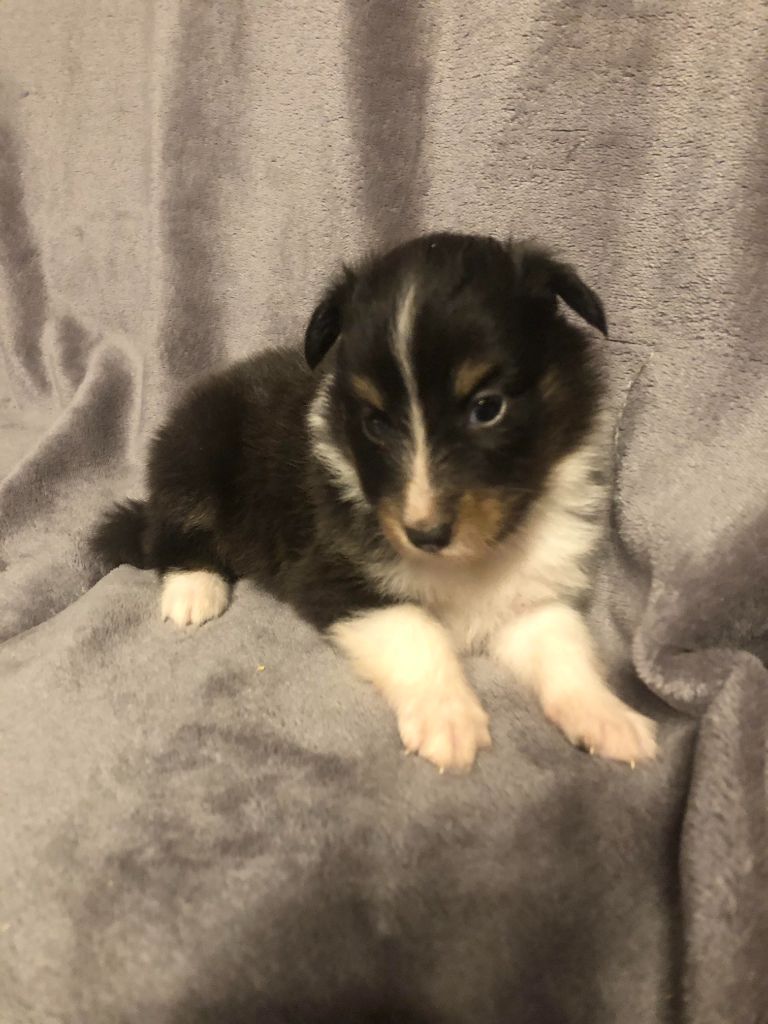 des pierres de jade - Chiots disponibles - Shetland Sheepdog