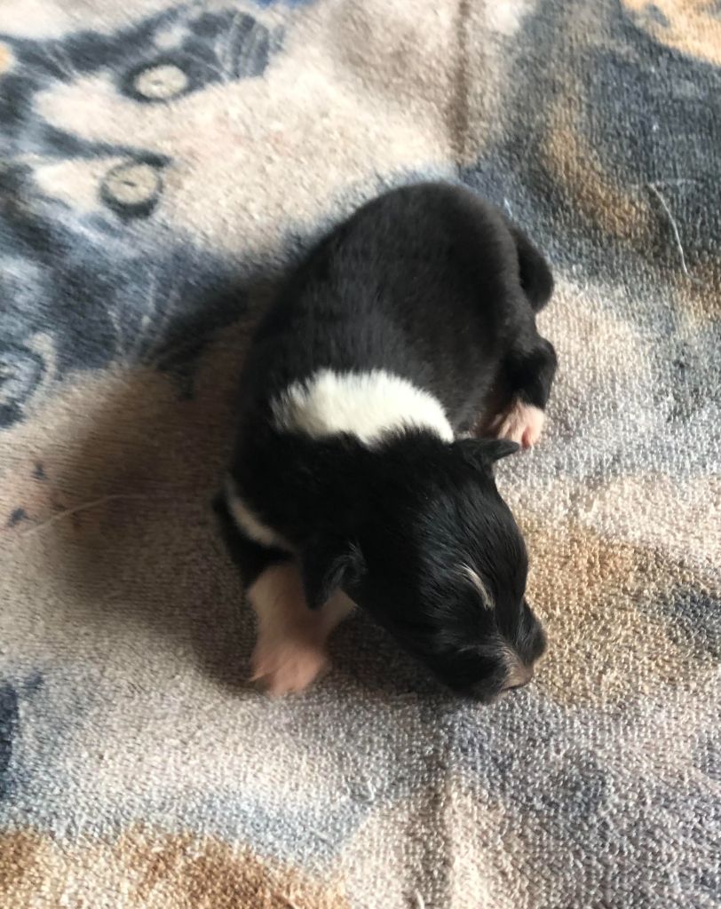 des pierres de jade - Chiots disponibles - Shetland Sheepdog