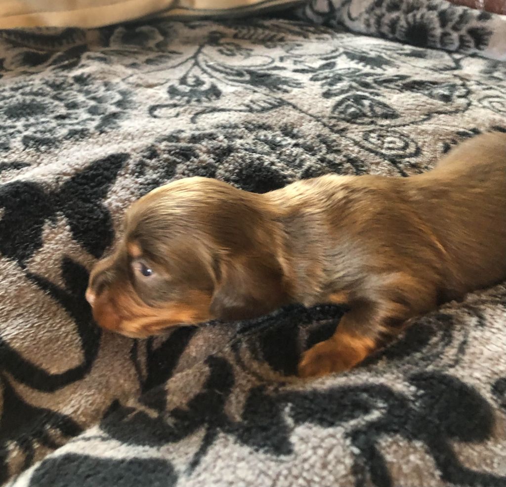 des pierres de jade - Chiots disponibles - Teckel poil long
