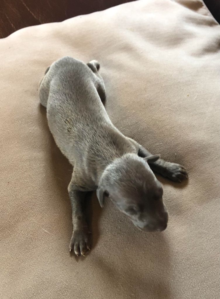 des pierres de jade - Chiots disponibles - Petit Levrier Italien