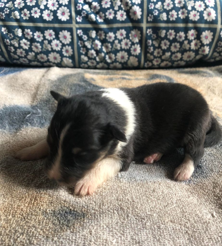 des pierres de jade - Chiots disponibles - Shetland Sheepdog