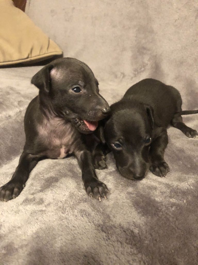 des pierres de jade - Chiots disponibles - Petit Levrier Italien