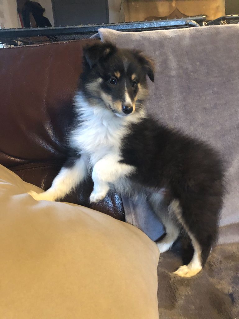 des pierres de jade - Chiots disponibles - Shetland Sheepdog