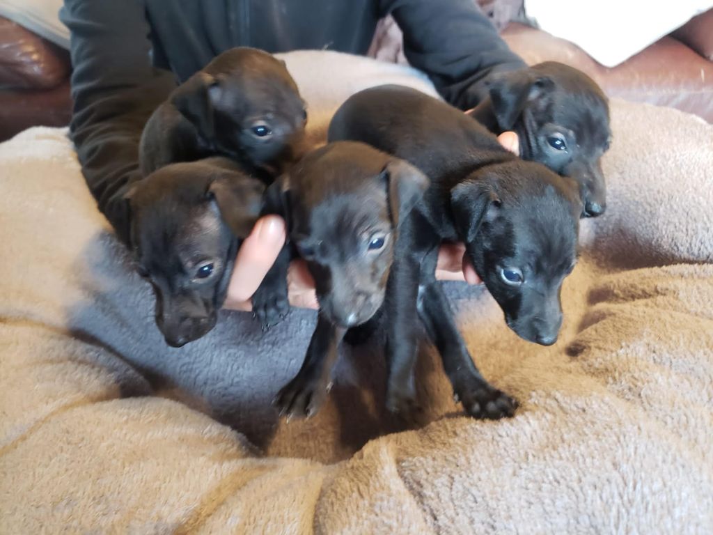 Chiot Petit Levrier Italien des pierres de jade