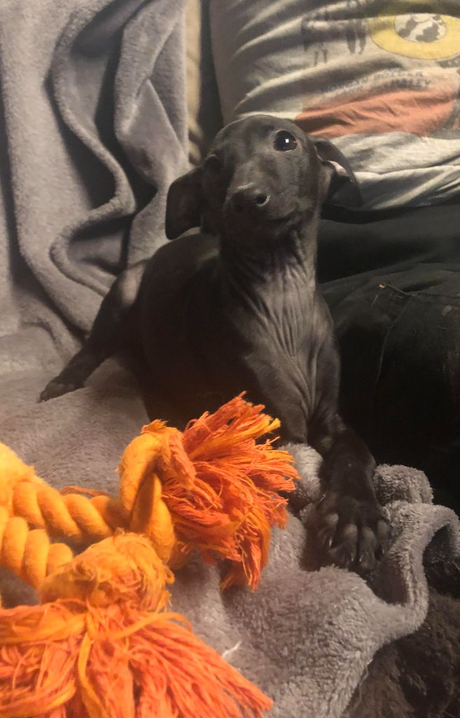 des pierres de jade - Chiots disponibles - Petit Levrier Italien