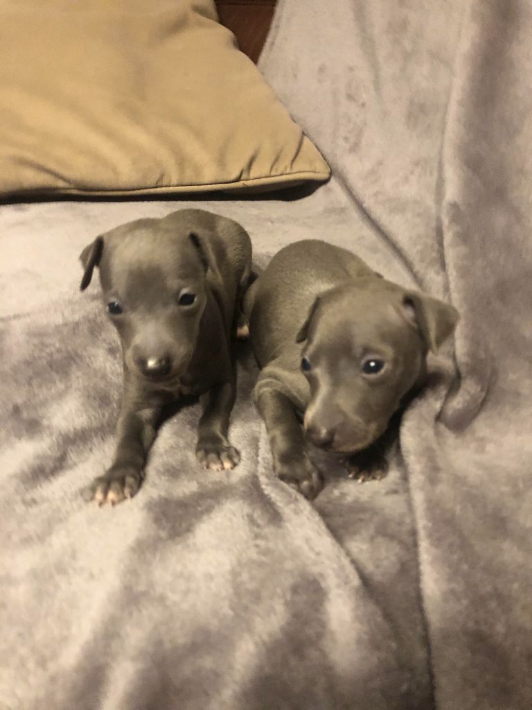 des pierres de jade - Chiots disponibles - Petit Levrier Italien