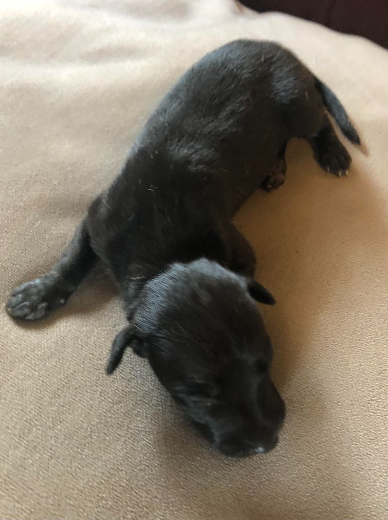 des pierres de jade - Chiots disponibles - Petit Levrier Italien