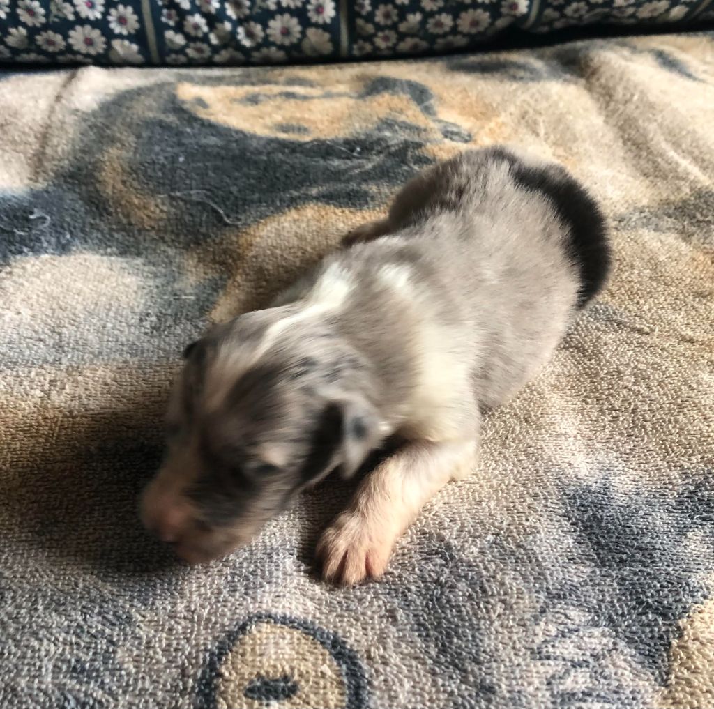 des pierres de jade - Chiots disponibles - Shetland Sheepdog