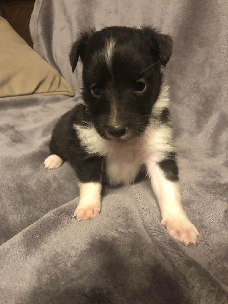 des pierres de jade - Chiots disponibles - Shetland Sheepdog