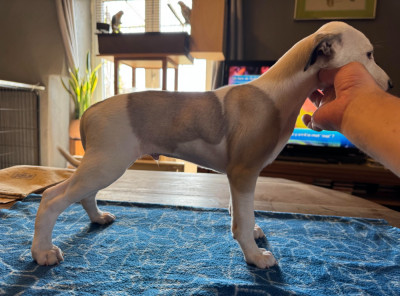 Be Hermes des pierres de jade