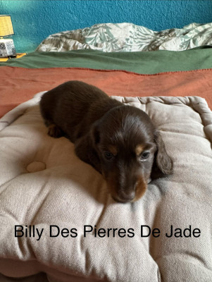 Billy Des Pierres De Jade