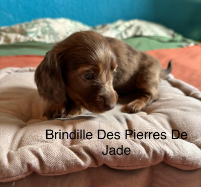 Brindille Des Pierres De Jade