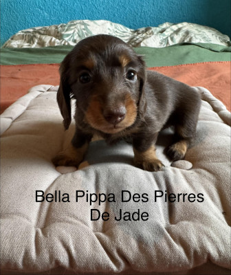 Bella Pippa Des Pierres De Jade