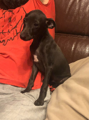 As de Trèfle des Pierres De jade