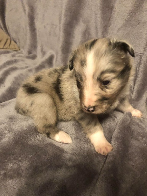Mâle bleu merle bicolore 