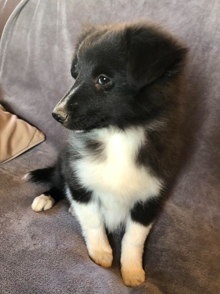 des pierres de jade - Chiots disponibles - Shetland Sheepdog