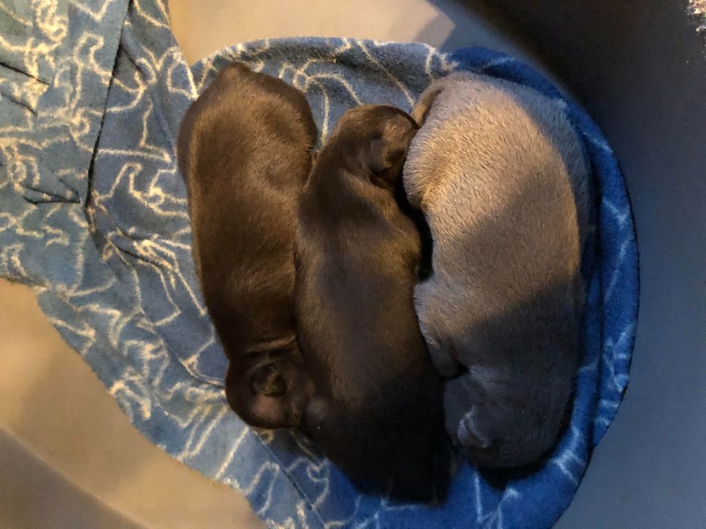 des pierres de jade - Chiots disponibles - Petit Levrier Italien
