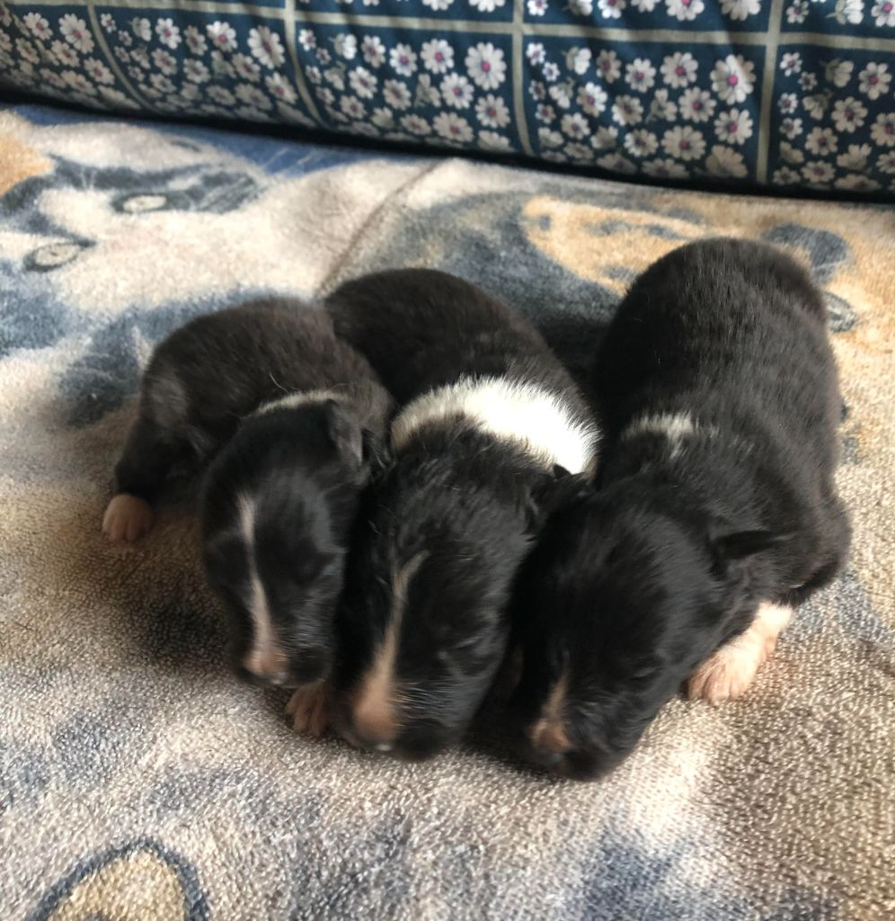 des pierres de jade - Chiots disponibles - Shetland Sheepdog