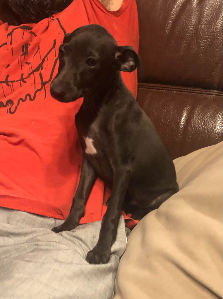 des pierres de jade - Chiots disponibles - Petit Levrier Italien