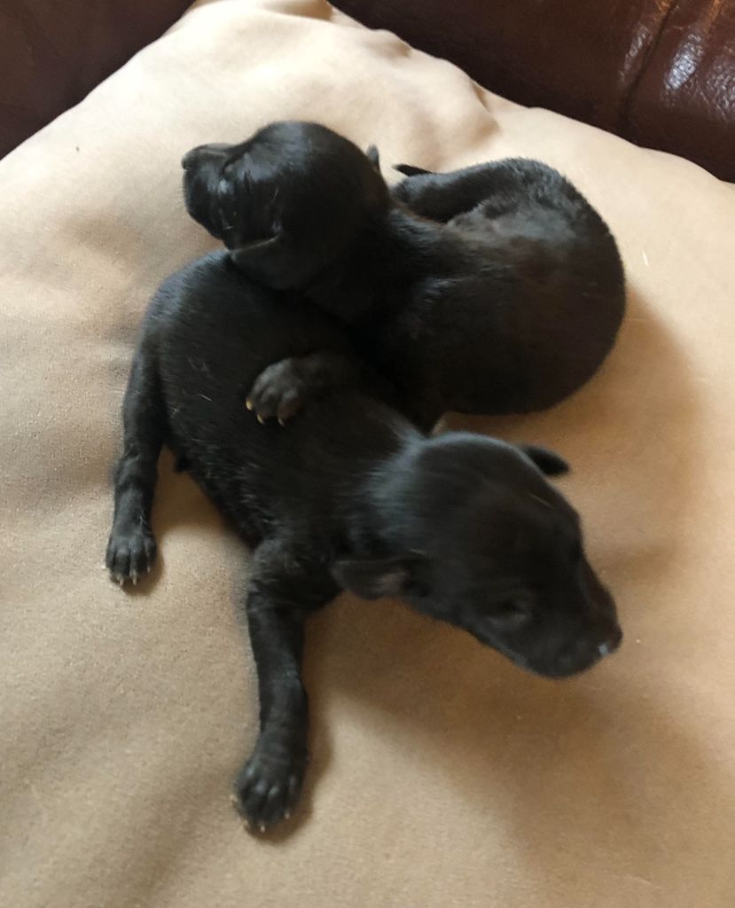 des pierres de jade - Chiots disponibles - Petit Levrier Italien