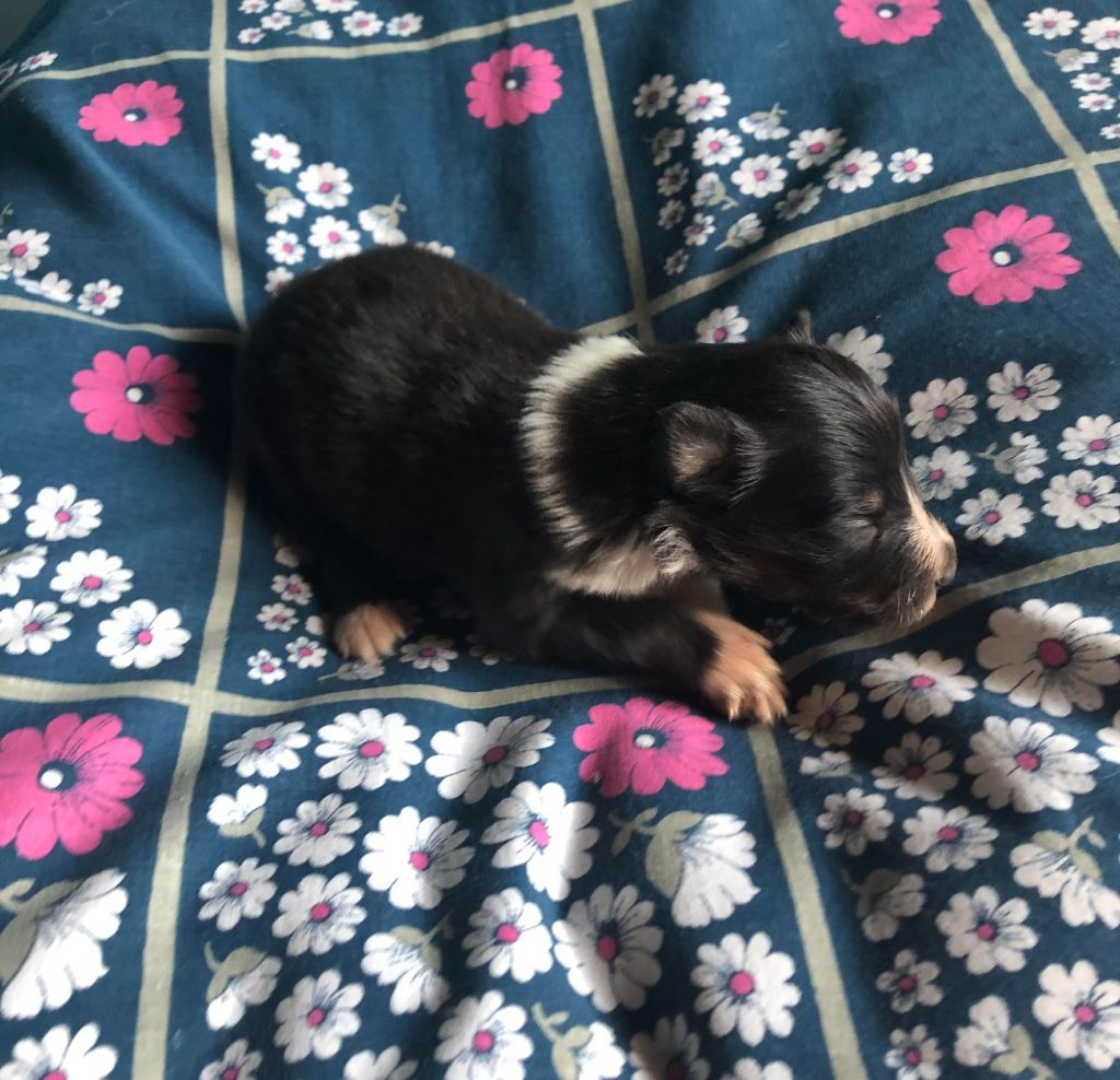 des pierres de jade - Chiots disponibles - Shetland Sheepdog