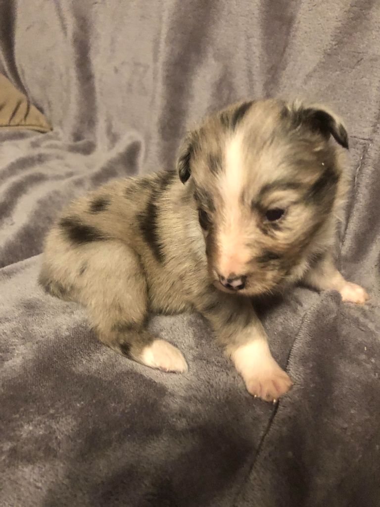 des pierres de jade - Chiots disponibles - Shetland Sheepdog