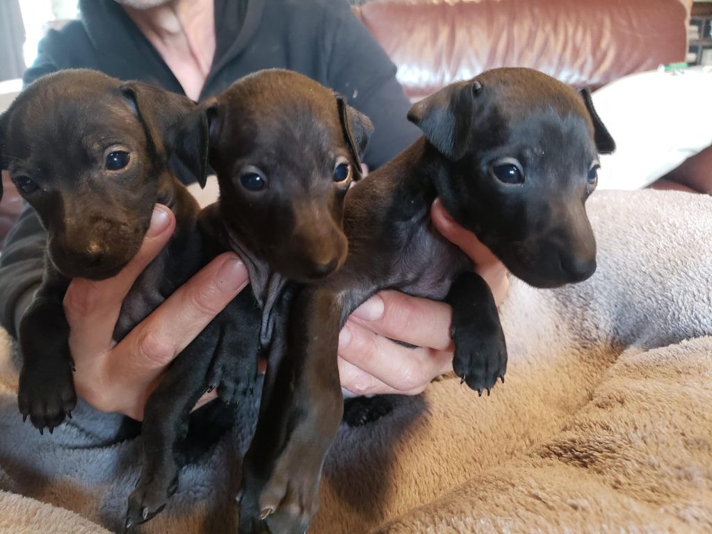 des pierres de jade - Chiots disponibles - Petit Levrier Italien