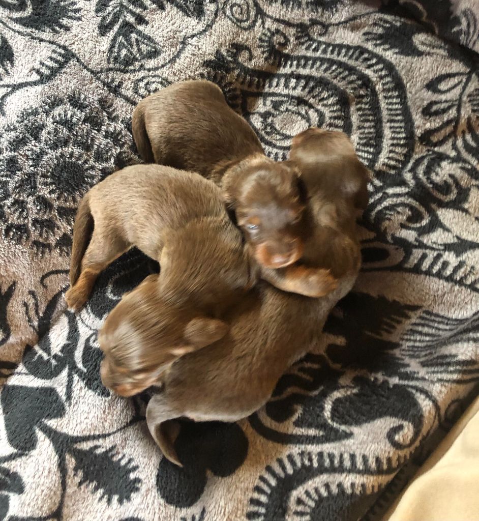 des pierres de jade - Chiots disponibles - Teckel poil long