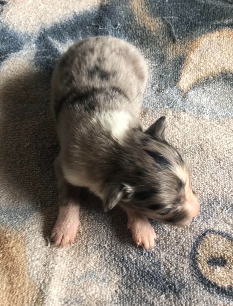 des pierres de jade - Chiots disponibles - Shetland Sheepdog