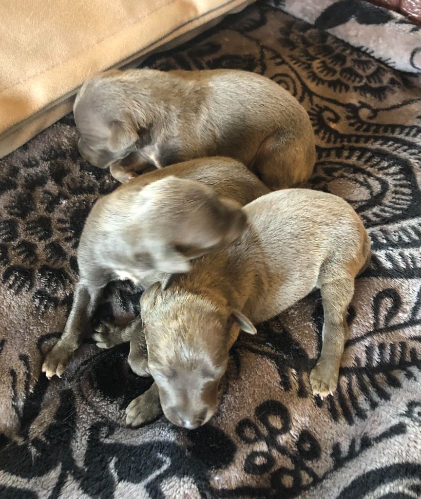 des pierres de jade - Chiots disponibles - Petit Levrier Italien